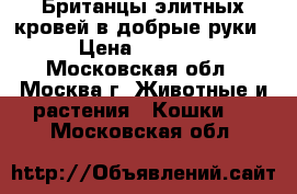 Британцы элитных кровей в добрые руки › Цена ­ 5 000 - Московская обл., Москва г. Животные и растения » Кошки   . Московская обл.